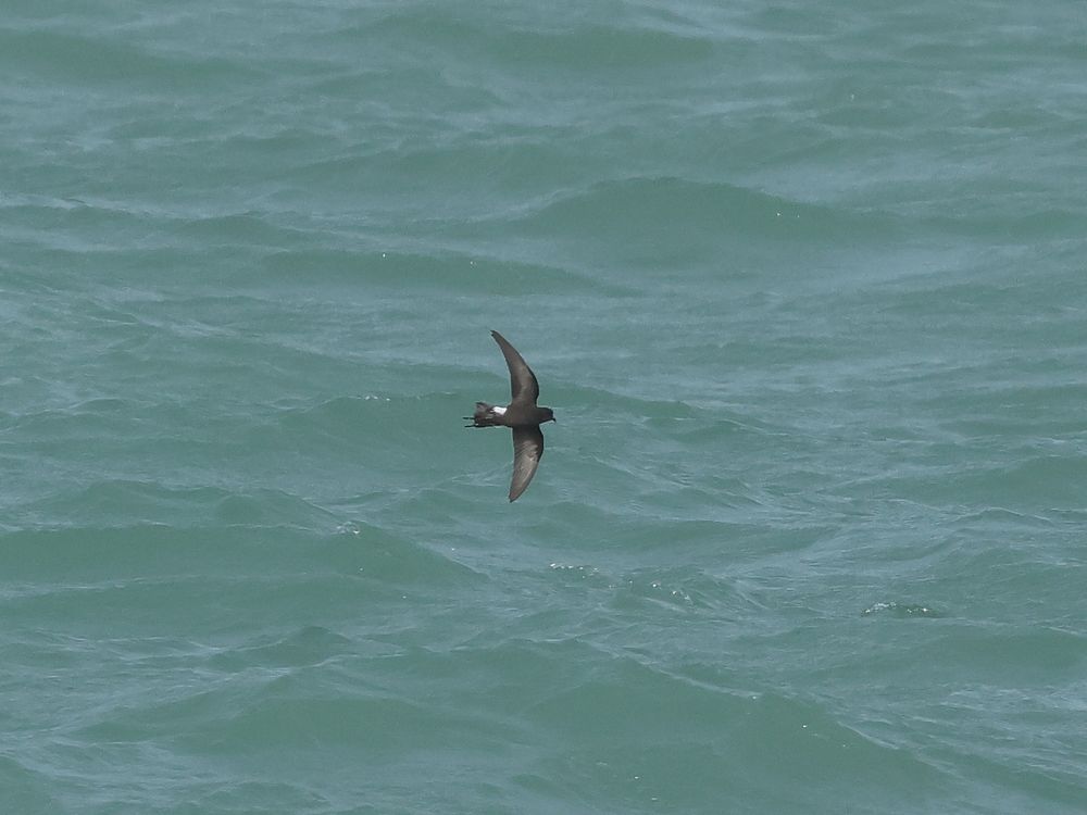 Wilson's Storm-petrel - typical views from land
