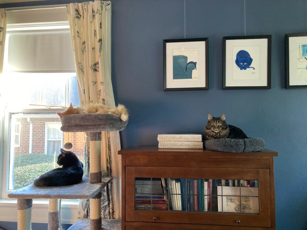 Elder black cat (14y) on platform of cat tree, fluffy orange tuxedo boy (2y) in bed above him, cranky/sleepy siberian rescue lady (2y) on cat bed on top of barrister bookcase below early Pete the Cat prints in my blue office in Athens, Ga. 
