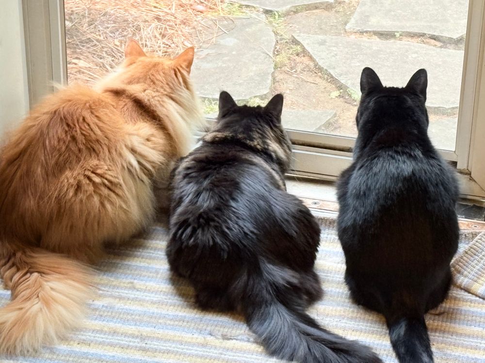 Three cats watch the chipmunks on the patio. Left to right, large fluffy orange cat, tabby Siberian cat, sleek black short haired cat. 
