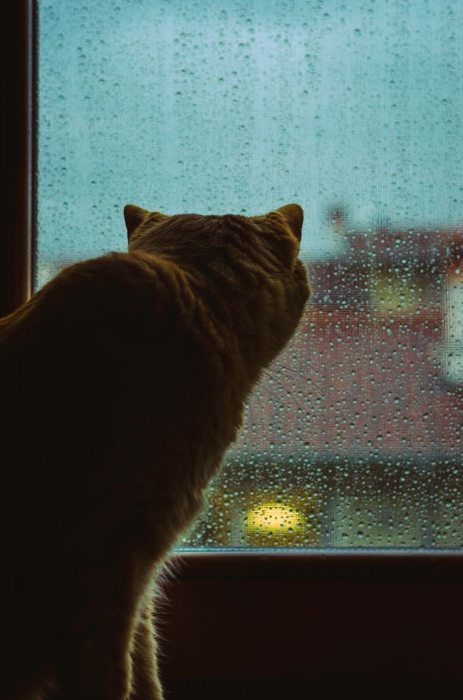 Ein orangefarbener Kater sitzt am Fenster und schaut nach draußen auf eine regennasse Scheibe. Regentropfen perlen am Glas herab, während im Hintergrund unscharf ein Gebäude und ein Lichtschein zu sehen sind. Die Szene wirkt ruhig und nachdenklich, typisch für einen verregneten Tag.