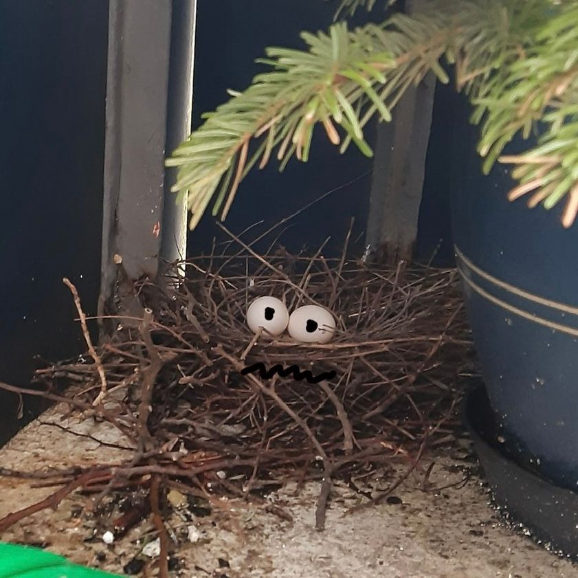 Vogelnest auf Kirstens Balkon, zwei Eier liegen drin, denen mittels Bildbearbeitung schwarze Pupillen aufgemalt wurden, darunter eine gezackte schwarze Linie, sodass das Nest ein Gesicht hat.