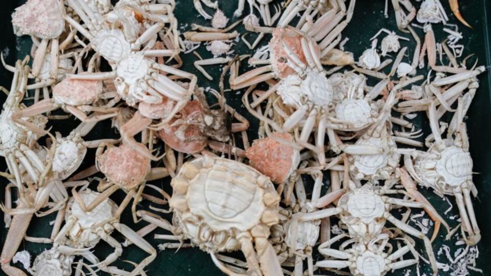 Scientists have more evidence to explain why billions of crabs vanished around Alaska | CNN