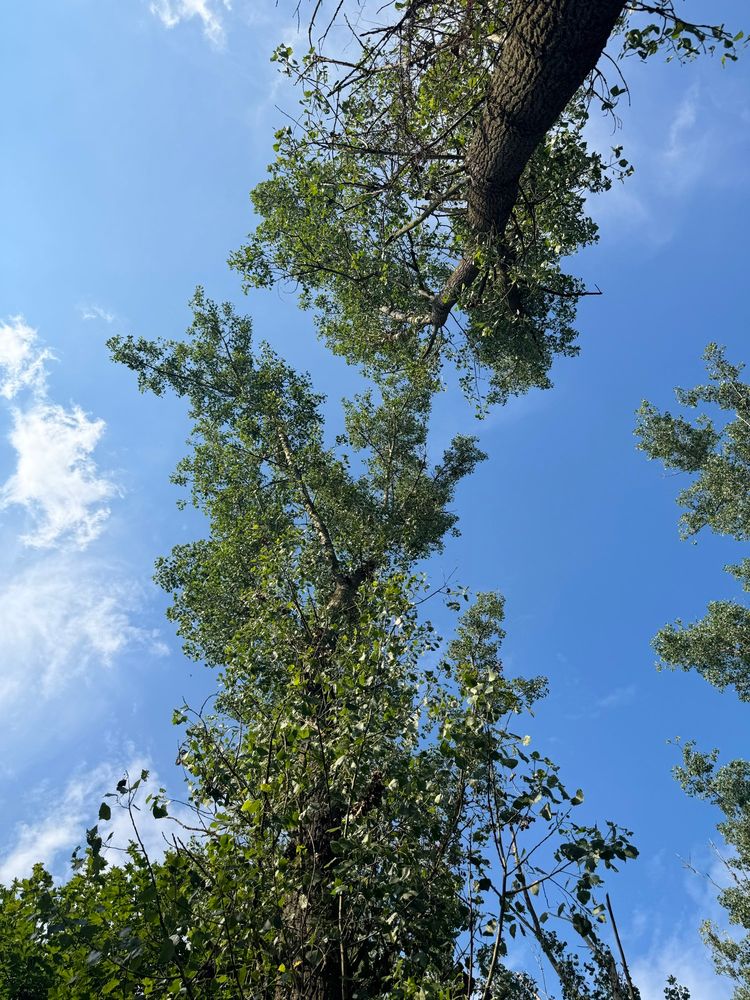 A photo of blue sky through some poplar trees
