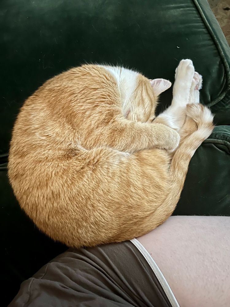 orange tabby tuxedo cat sleeping on a green velvet couch. he is curled up with his hind legs pointing up next to his head, and grabbing his hind lefts with his front legs. it’s fucking adorable.