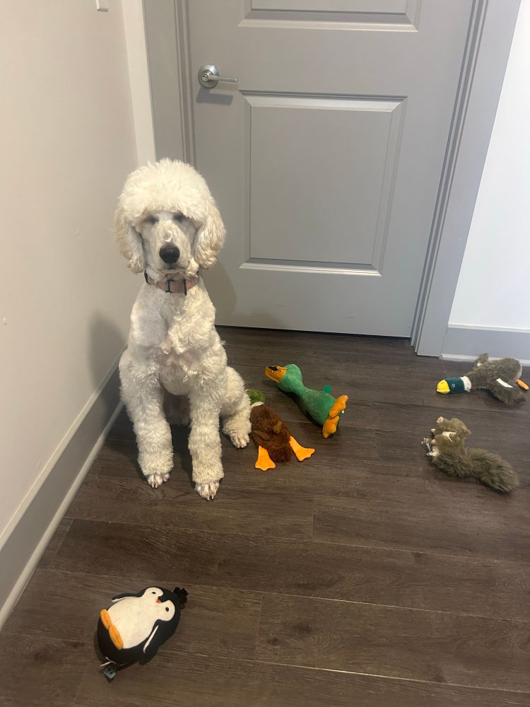 A white poodle is sitting in front of a gray door. He has a variety of toys including 3 ducks and a penguin on the floor