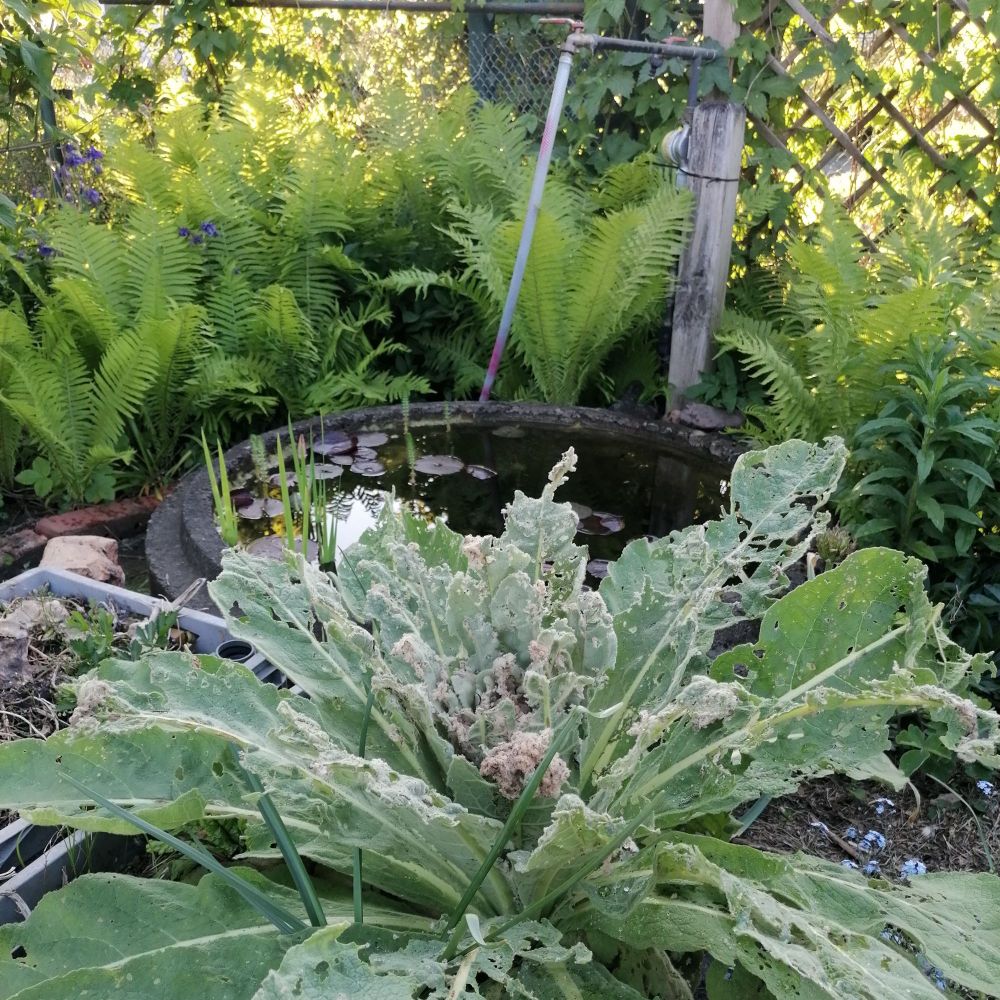 Eine große Königskerze mit vielen Fraßspuren, dahinter ein Betonring voller Wasser, Farnpflanzen und eine Wasserrohrkonstruktion mit Gartenschlauch dran.