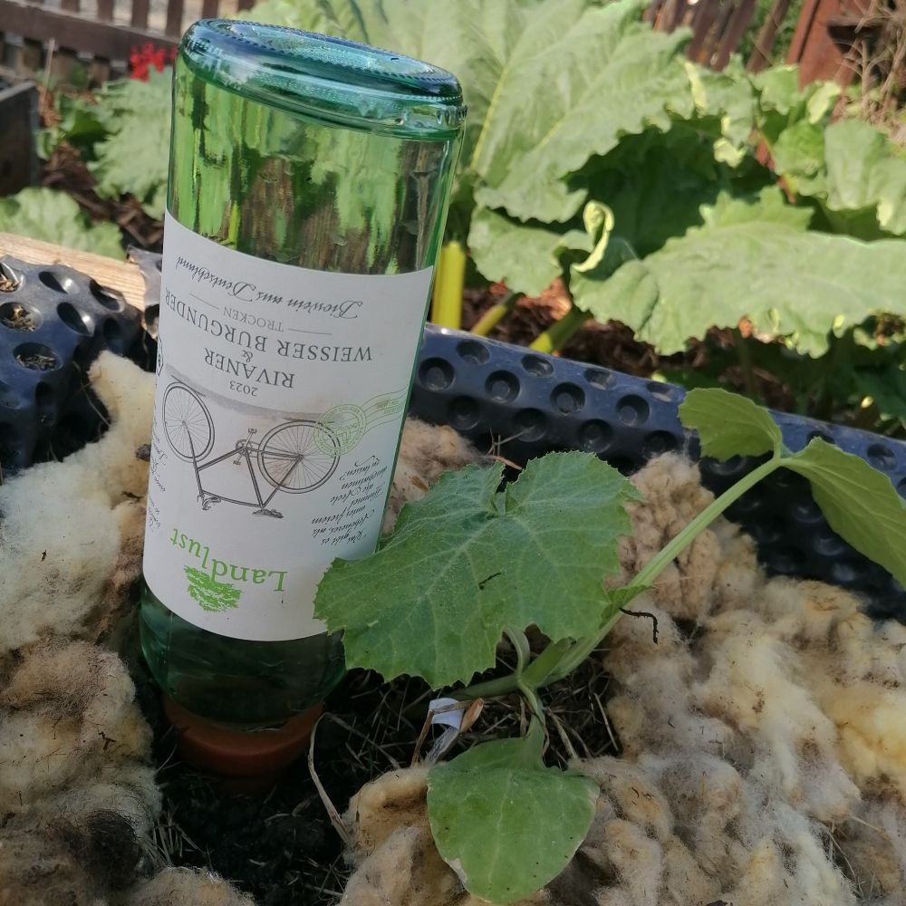 Neben einer Zucchinipflanze steckt eine Weinflasche umgekehrt in der Erde, ringsum liegt Schafwolle. Dahinter sind die großen Blätter des Rhabarbers zu sehen.