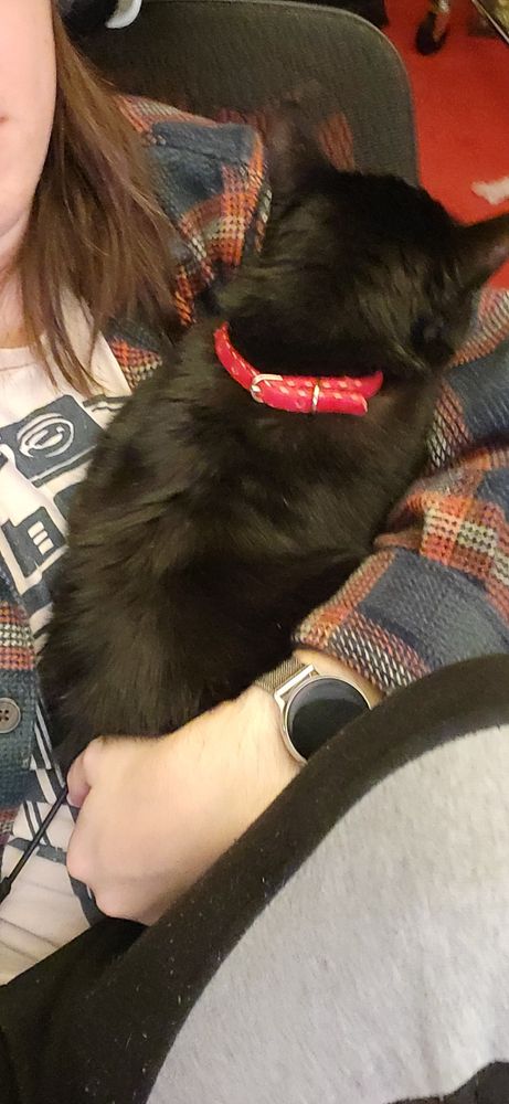 My cat sleeping in my arms