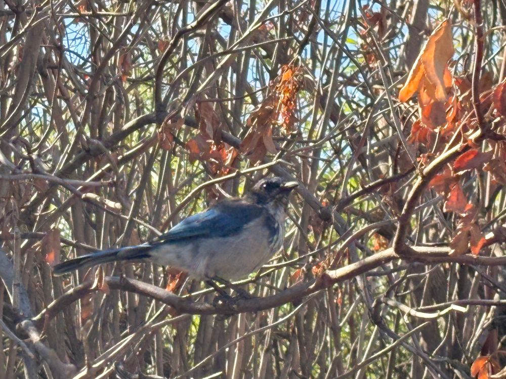 Scrub jay
