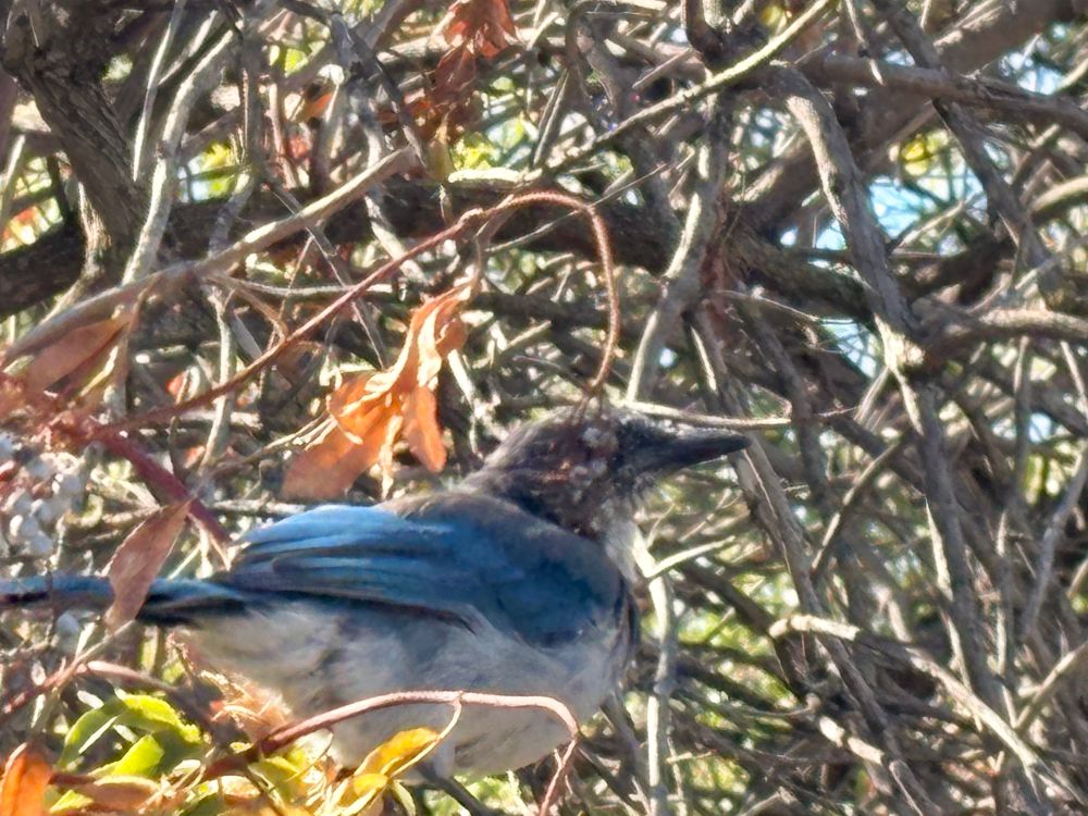 Scrub jay