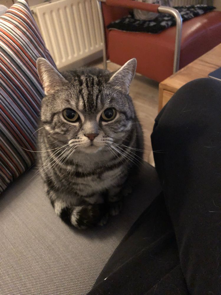 Kat zit naast mij op de bank en kijkt me indringend aan. Ze zit op haar mooist, staartje rond de voorpoten geslagen, en haar pupillen zijn GROOT