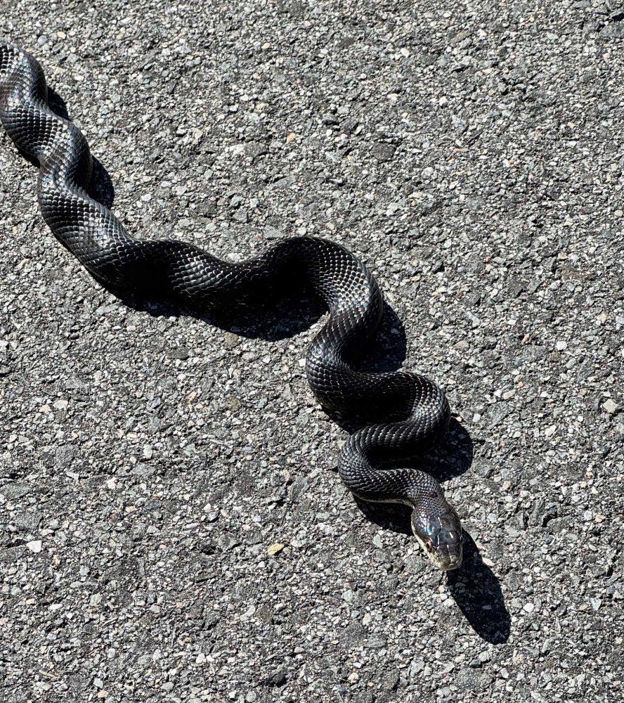 Large black rat snake with a lot of wiggle lying on blacktop roadway