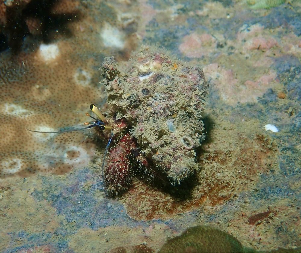 A small hermit crab sitting on top of a rocky coral encrusted surface. His shell is covered in a moss like substance with some small barnacles attached. 

The crab itself is peaking from the shell showing a red front leg, yellow stems below its pupil and blue antenna.