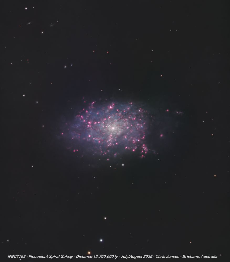 NGC 7793 – A Star-Forming Flocculent Spiral in the Sculptor Group

NGC 7793 is a flocculent spiral galaxy located in the southern constellation Sculptor, at a distance of approximately 12.7 million light-years. It is one of the brightest and nearest members of the Sculptor Group, a loosely bound collection of galaxies situated just beyond the Local Group.

Unlike grand-design spirals, which feature prominent, symmetrical arms, NGC 7793 displays a patchy, fragmented structure — characteristic of flocculent spirals. These irregular arms host numerous H II regions, where ongoing massive star formation is ionising the surrounding hydrogen gas, producing strong Hα emission detectable through narrowband imaging.

NGC 7793 is also home to an unusually rich population of X-ray binaries and supernova remnants. Among the most notable features is S26, a microquasar powered by a stellar-mass black hole expelling jets at relativistic velocities. S26 is one of the few known extragalactic microquasars and is an important laboratory for studying black hole feedback in a galactic context.

Kinematic studies suggest that NGC 7793’s asymmetric structure may be influenced by past tidal interactions — possibly with the Sculptor Dwarf Irregular Galaxy (SDIG), which lies nearby. Despite these interactions, NGC 7793 has largely retained a stable disk and exhibits relatively undisturbed rotation, making it a benchmark target for understanding disk galaxy evolution in low-density environments.

🔭 Telescope: Celestron EdgeHD 8"
📷 Camera: ZWO ASI1600MM Pro
🎯 Filters & Exposure:
• ⚪ Luminance: 636 × 60 sec (10.6 hr)
• 🔴 Red: 60 × 180 sec (3.0 hr)
• 🟢 Green: 60 × 180 sec (3.0 hr)
• 🔵 Blue: 60 × 180 sec (3.0 hr)
• 🔴 Hα (7nm): 90 × 420 sec (10.5 hr)
📍 Total Integration Time: 30.1 hours
🌌 Constellation: Sculptor
📏 Angular Size: ~9.3 × 6.3 arcmin
🌠 Distance: ~12.7 million light-years
🌀 Morphology: SA(s)d — flocculent spiral
🧪 Notable Feature: S26 microquasar, active H II regions