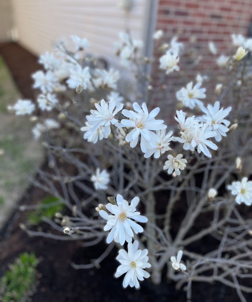 A bush sprouts several white flowers against the backdrop of dark mulch and a dark red brick house 