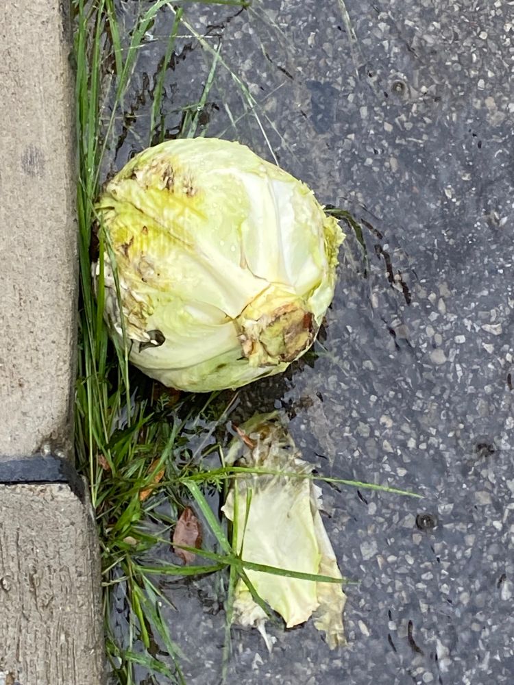 A random head of cabbage in the gutter in the rain in Columbus 