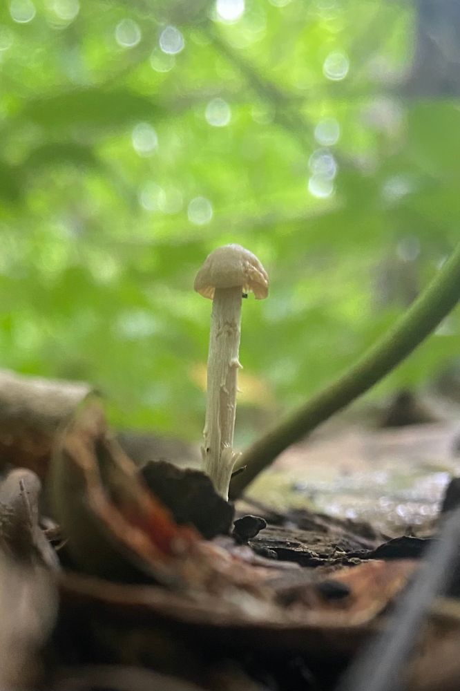 Small mushroom