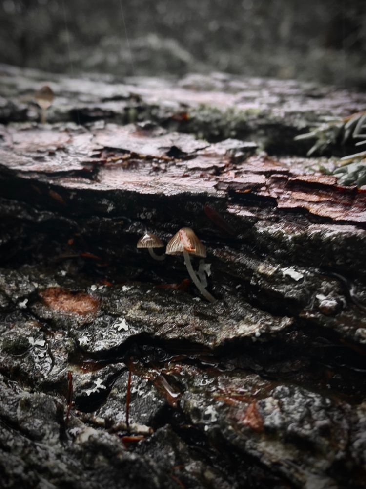 Two small mushrooms emerge from a log on a grey rainy day