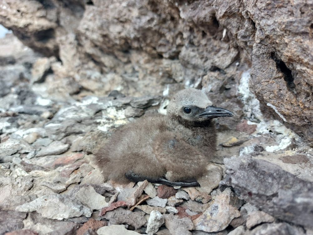 Tiny brown noddy chick