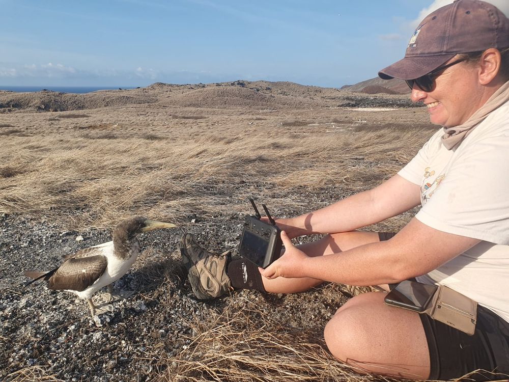 Showing a masked booby fledgling our drone controller. The bird seems mildly interested.