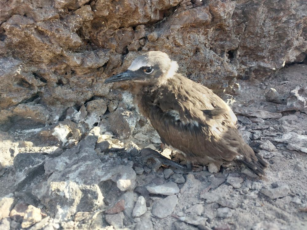 Brown noddy chick getting ready to fledge 