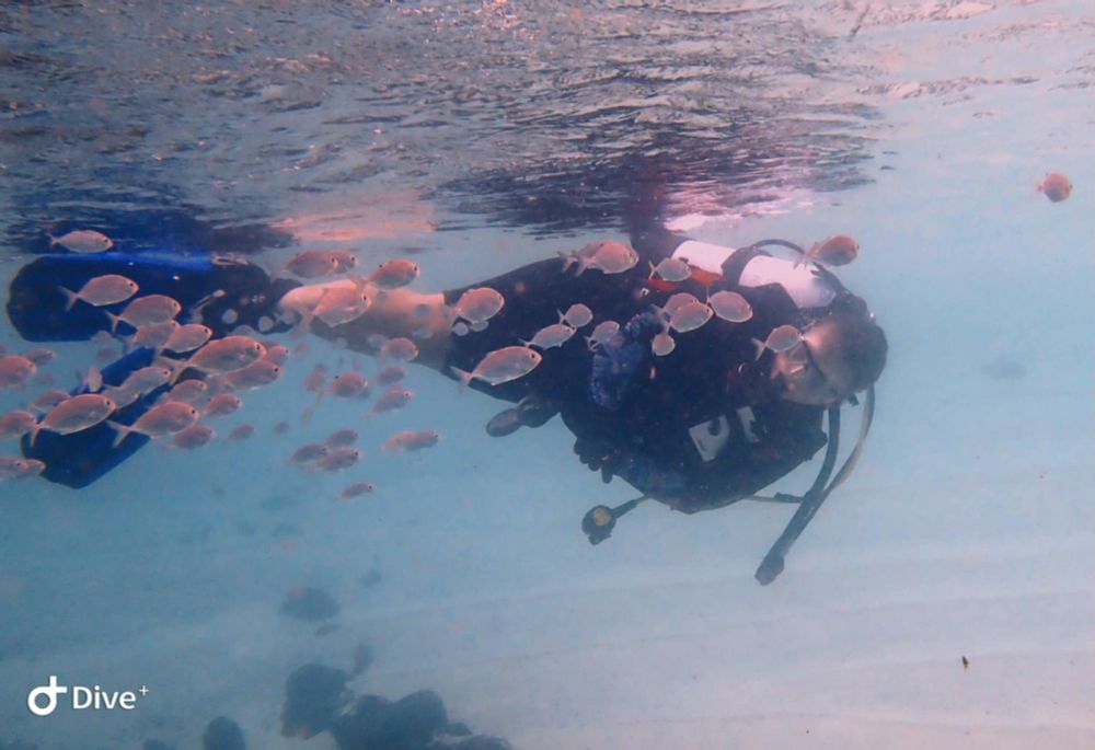 Scuba diver surrounded by lots of small fish
