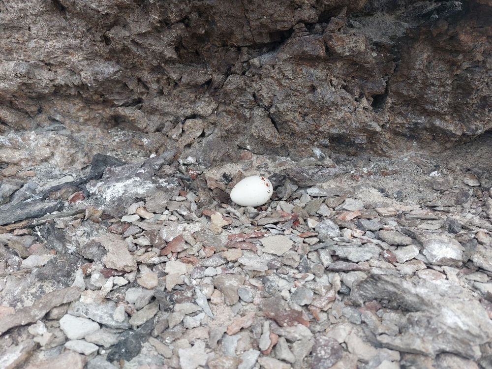 Brown noddy nest with an egg