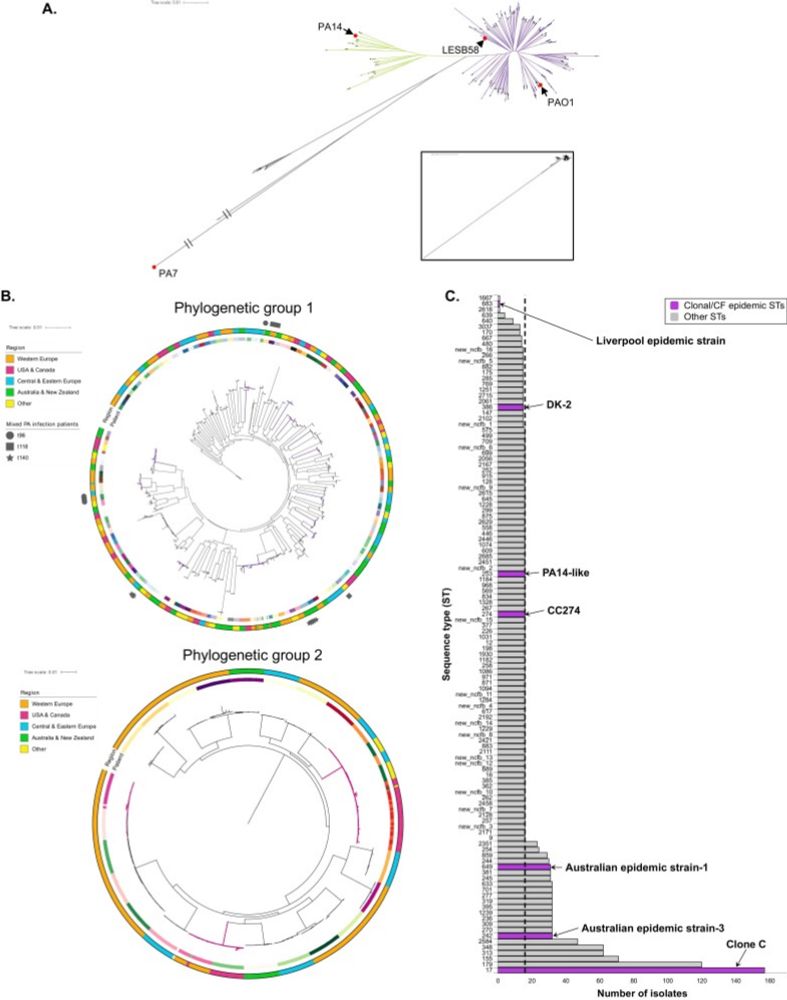 Global genomic diversity of Pseudomonas aeruginosa in bronchiectasis