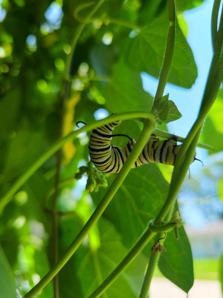 A large monarch caterpillar munching on honeyvine milkweed 