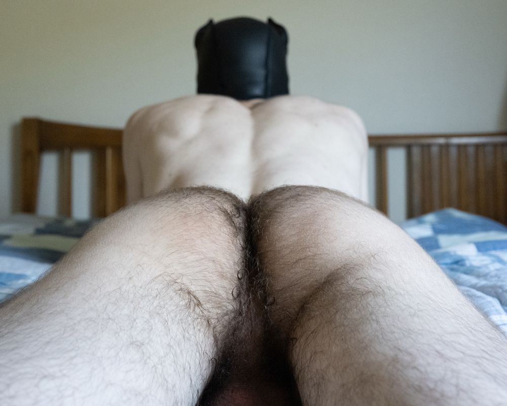 Cuffs presents his furry ass.