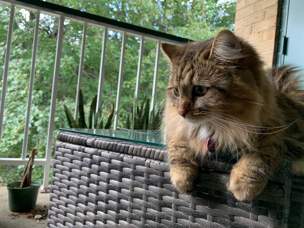 A long-haired tabby cat relaxing on a table on an apartment balcony near some trees