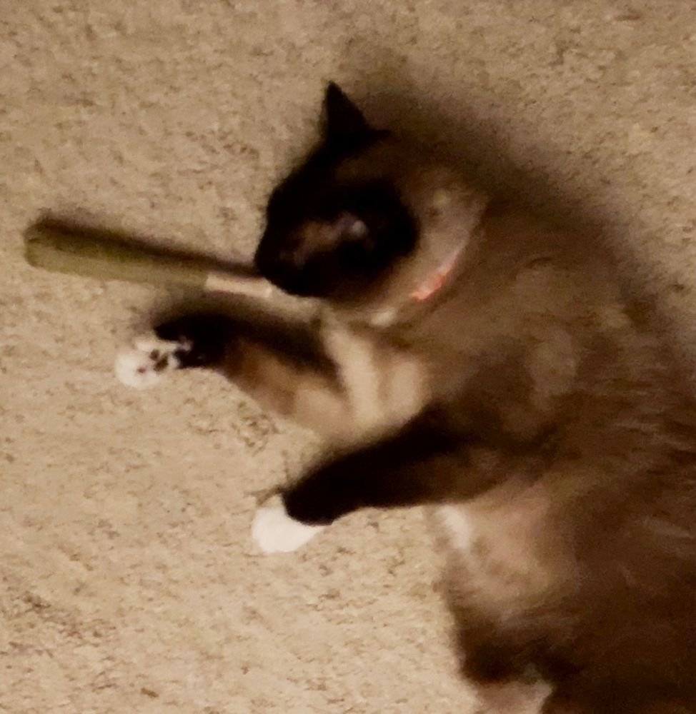 Siamese cat playing with a catnip toy that looks like a marijuana joint.