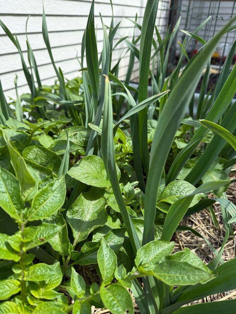 Garlic and potato plants growing together in the same garden bed on a sunny day. 