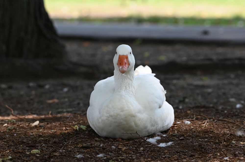 A white goose faces forward while it sits on the dirt 