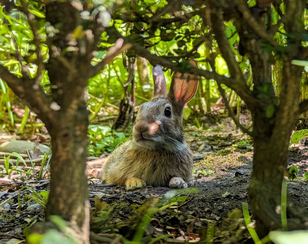 A brown wild rabbit laying between bushes and vegetation in a garden. Their front feet / peets are out in front of their body