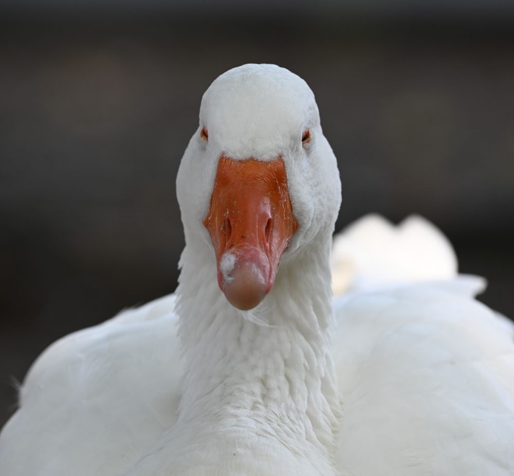 A close up of a white goose's front face. Its eyes are mostly closed