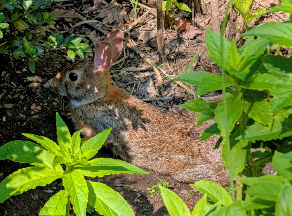 The same bunny laying on the dirt stretched out like a noodle. Bnuuy / bnnuy noodle 