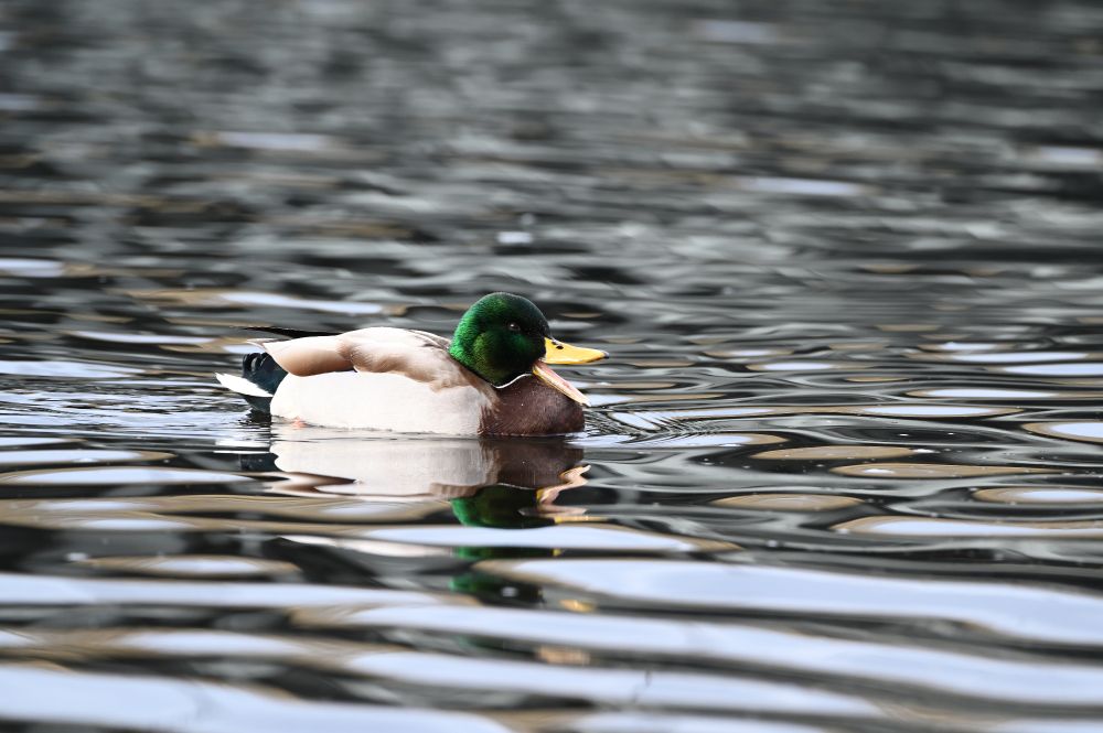 A male Mallard duck on the water with its beak open