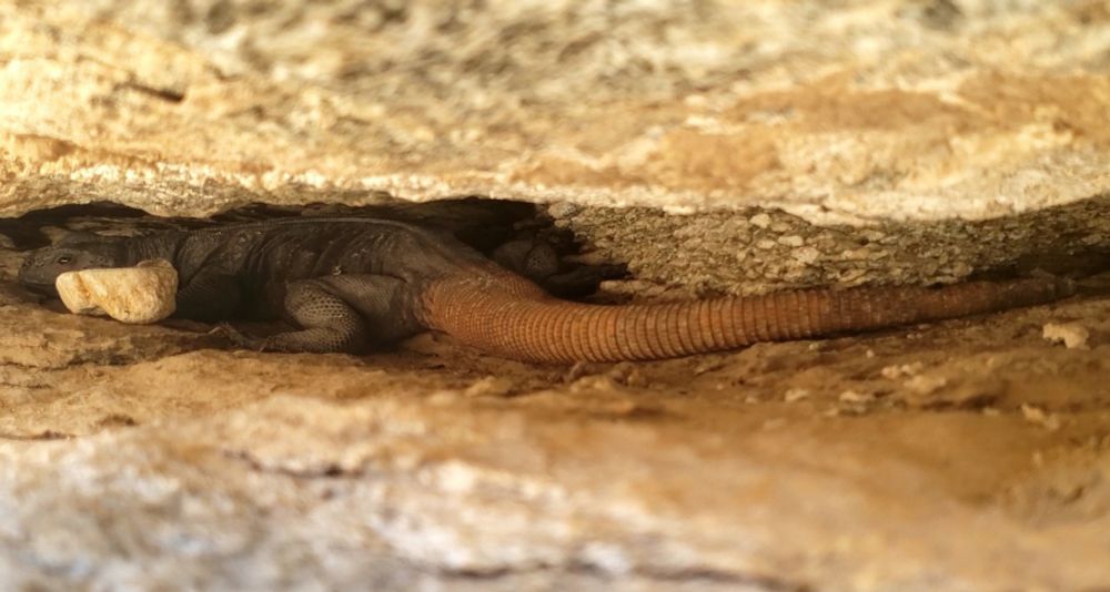 Full view of the Lizard, highlighting its charming tail