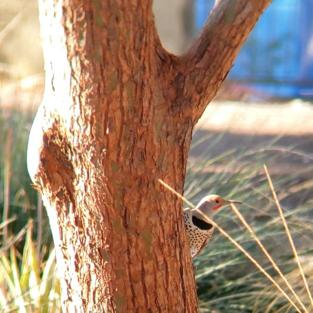 Male red-shafted Northern Flicker hanging on to the side of a tree trunk