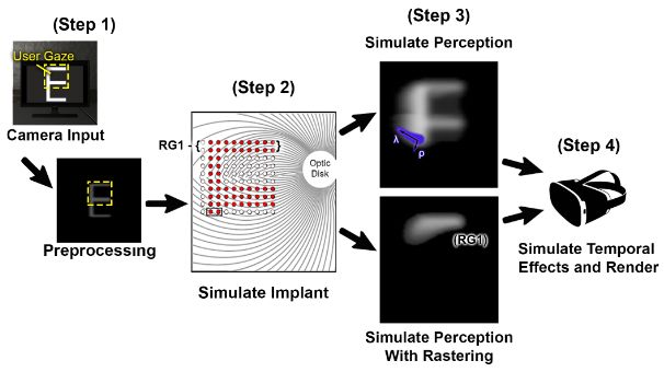 Diagram showing the four-step pipeline for simulating prosthetic vision in VR.
Step 1: A virtual camera captures the user’s view, guided by eye gaze. The image is converted to grayscale and blurred for preprocessing.
Step 2: The preprocessed image is mapped onto a simulated retinal implant with 100 electrodes. Electrodes are activated based on local image intensity and grouped into raster groups. Raster Group 1 is highlighted.
Step 3: Simulated perception is shown with and without rastering. Without rastering (top), all electrodes are active, producing a more complete but unrealistic percept. With rastering (bottom), only 20 electrodes are active per frame, resulting in a temporally fragmented percept. Phosphene shape depends on parameters for spatial spread (ρ) and elongation (λ).
Step 4: The rendered percept is updated with temporal effects and presented through a virtual reality headset.