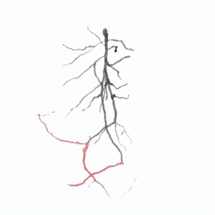 A mouse neuron with the tips of branches called dendrites labeled in red.