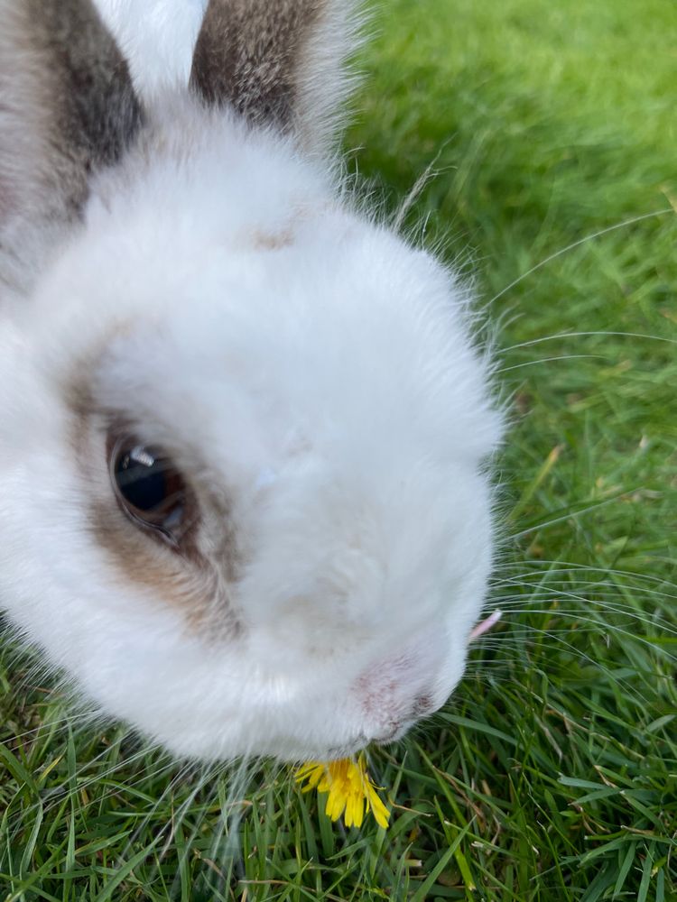 The head of a white rabbit against green grass, with a yellow dandelion just visible by the rabbit's mouth.