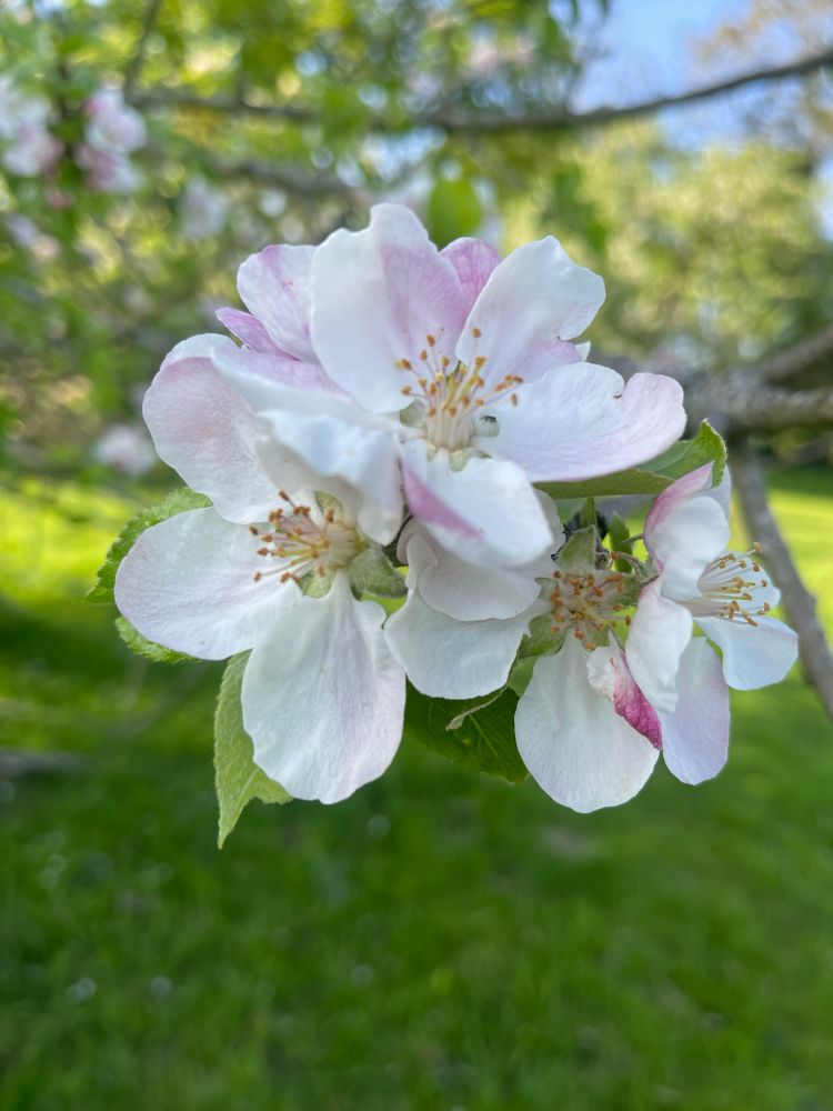 White & pink petals of apple blossom