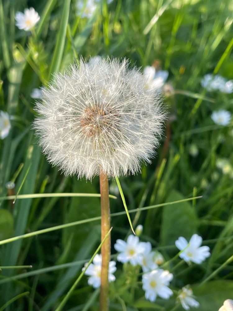 Dandelion seed head against a green grass background dotted with small white flowers