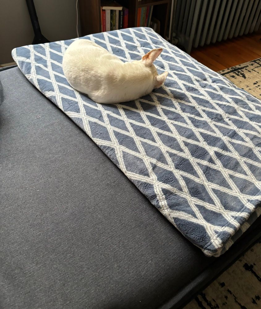 Chihuahua on couch sleeping. 