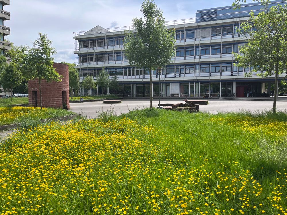 Blick auf ein vierstöckiges Gebäude mit einer Wiese davor mit grünem Grass, Bäumen und gelben Blumen. Dazwischen eine Hoffläche mit Kunst am Bau (gemauerter Turm und Plattform).