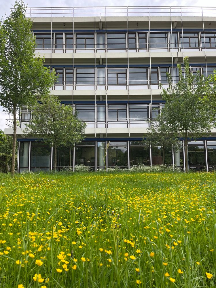 Blick auf ein vierstöckiges Gebäude mit einer Wiese davor mit grünem Grass, Bäumen und gelben Blumen.