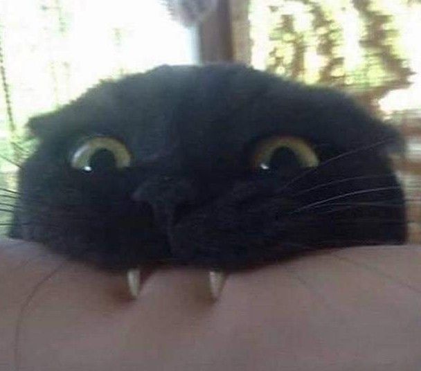 black cat biting into an arm with two canine teeth visible