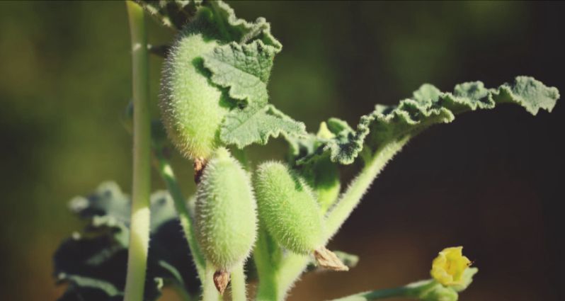 Squirting cucumber